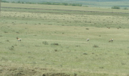 Antelope in Field Outside Limon
