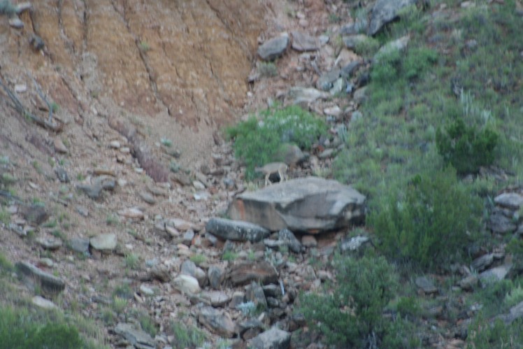 Deer at Palo Duro Theater