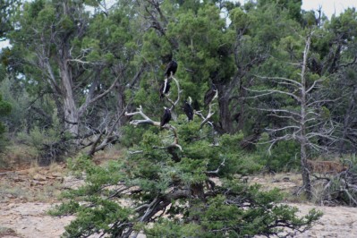 Crows in Treetop