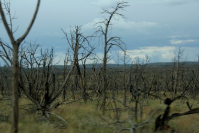 Mesa Verde Scene with Burnt Trees