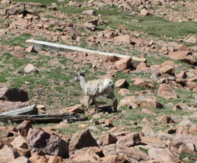 Young Bighorn Sheep