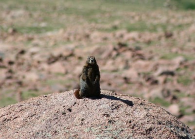 Yellow-bellied Marmot