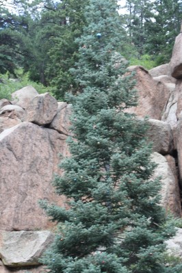 The "Easter Tree" decorated with Easter Eggs