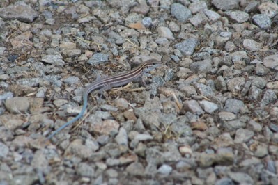 Small Lizard on Playground