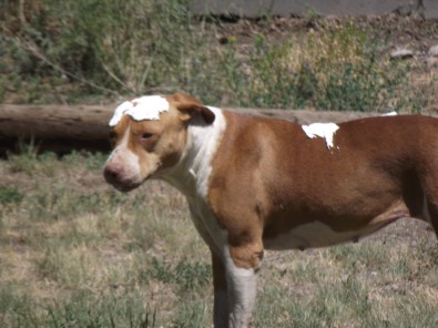 Dog with Whipped-Cream on Head & Back
