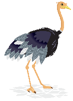 Ostrich