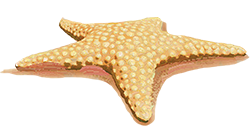 Starfish