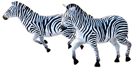 Zebras