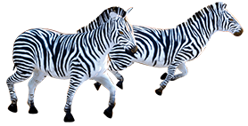 Zebras